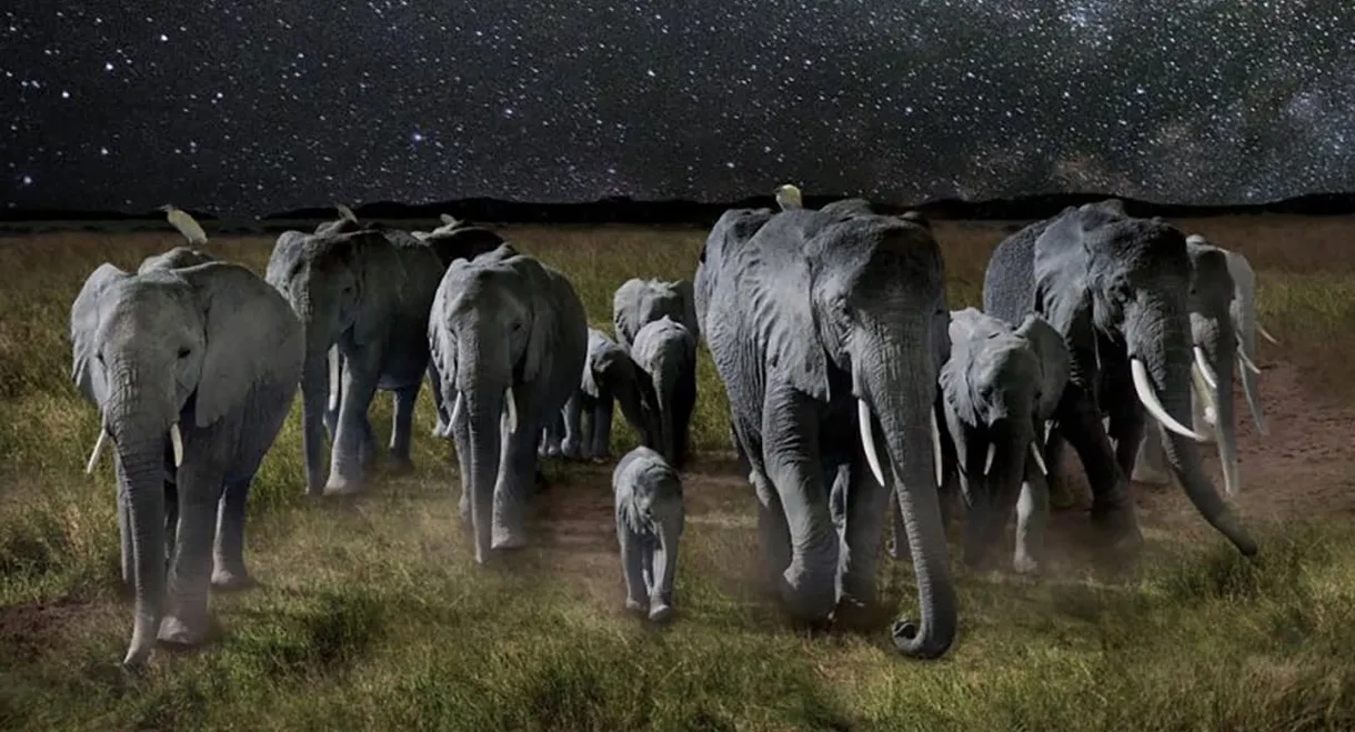 La Nuit des éléphants