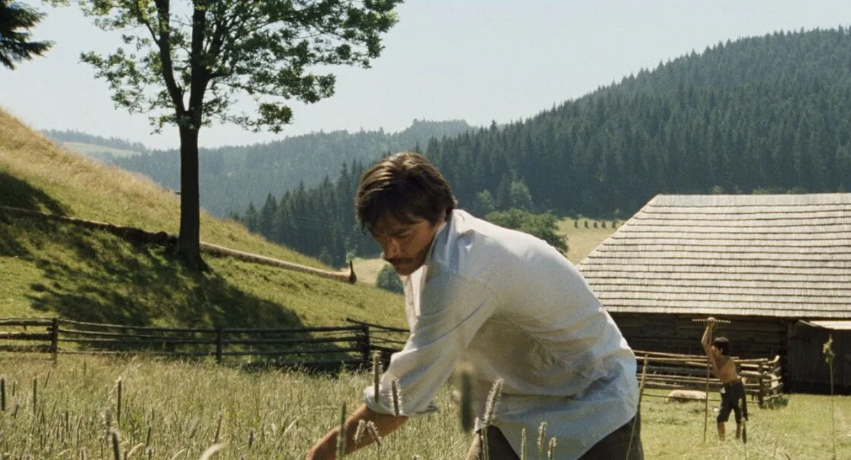 Shadows of a Hot Summer