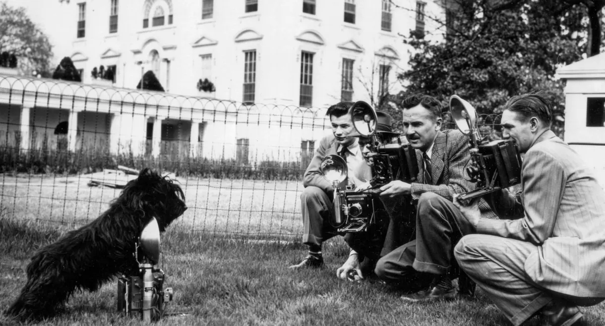 Die Hunde der Mächtigen - und eine Katze