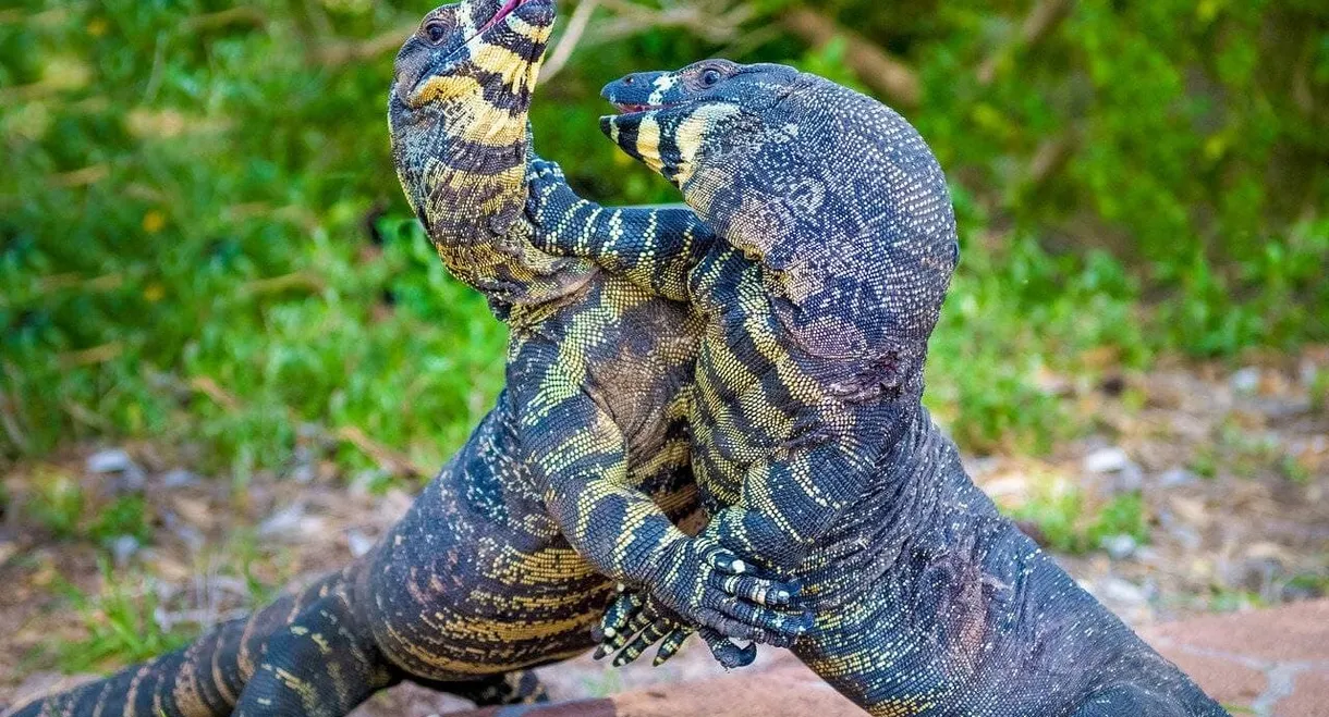 Au cœur de l'Australie sauvage