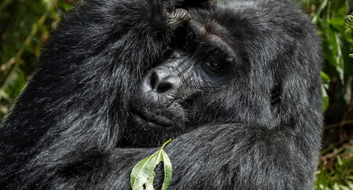 Gorillas unter Stress