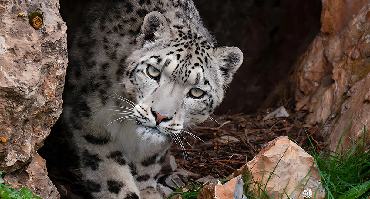 Snow Leopards and Friends