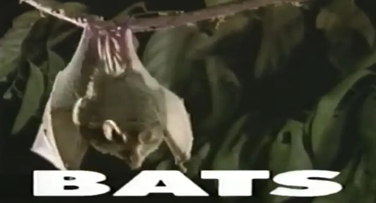 Predators of the Wild: Bats