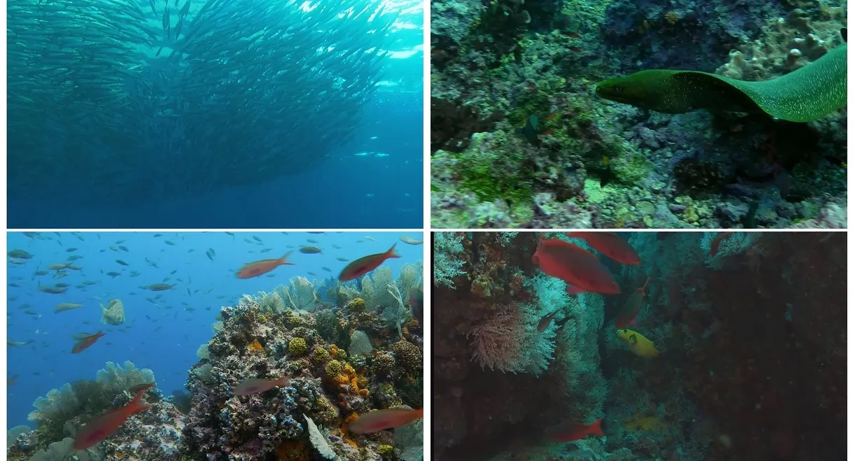 World Natural Heritage Colombia: Malpelo National Park