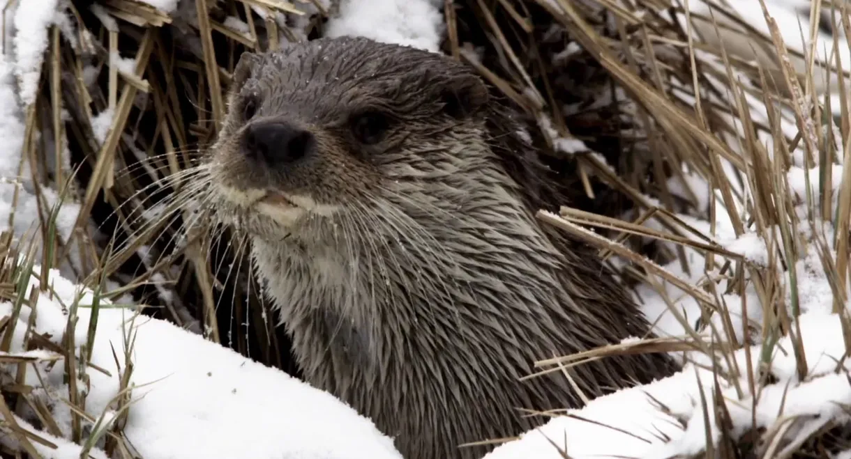 Seasons of the Otter