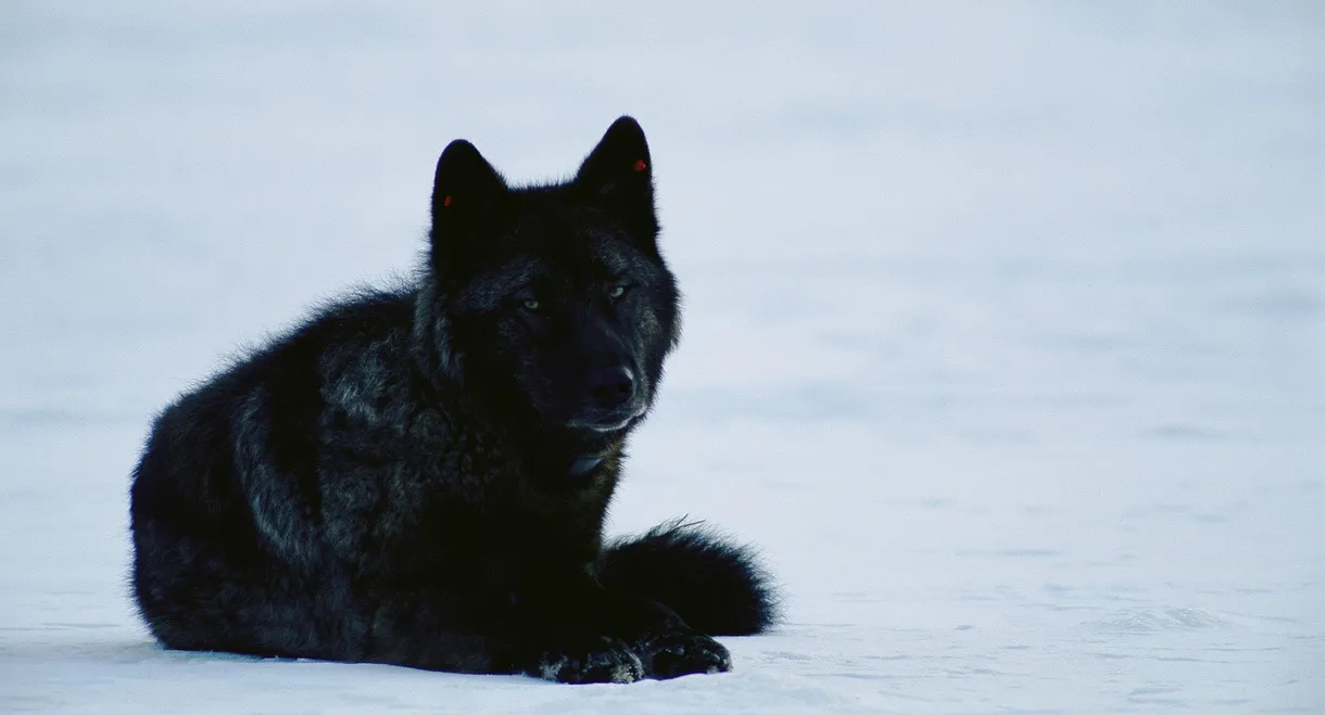 Yellowstone Wolf Dynasty