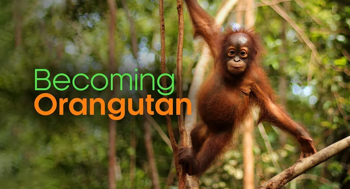 Becoming Orangutan