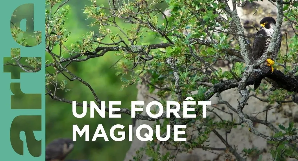 Au cœur d'une forêt magique