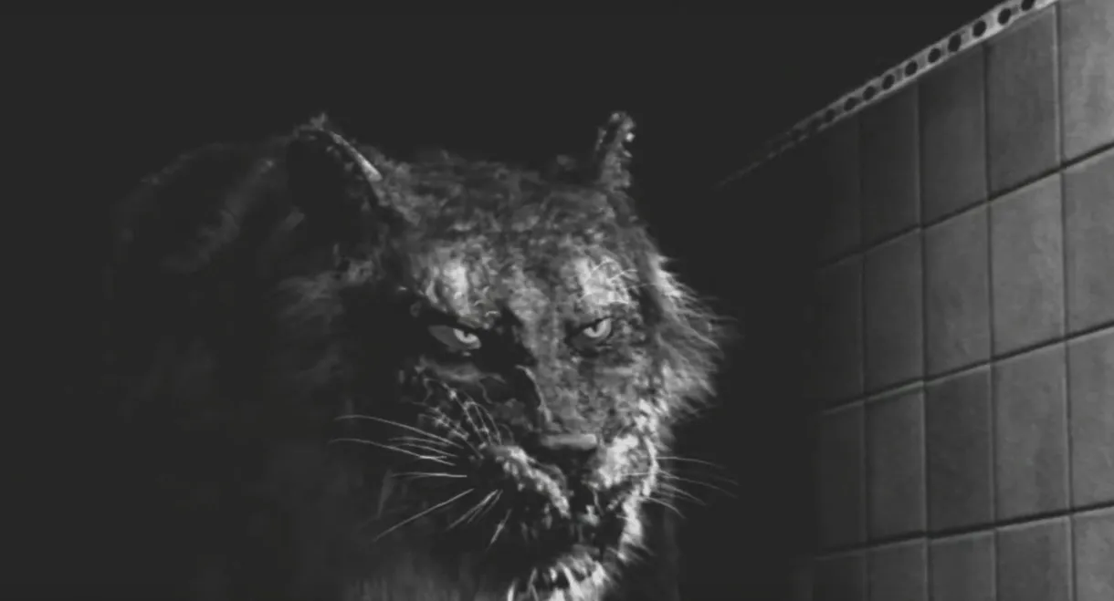 Tyger