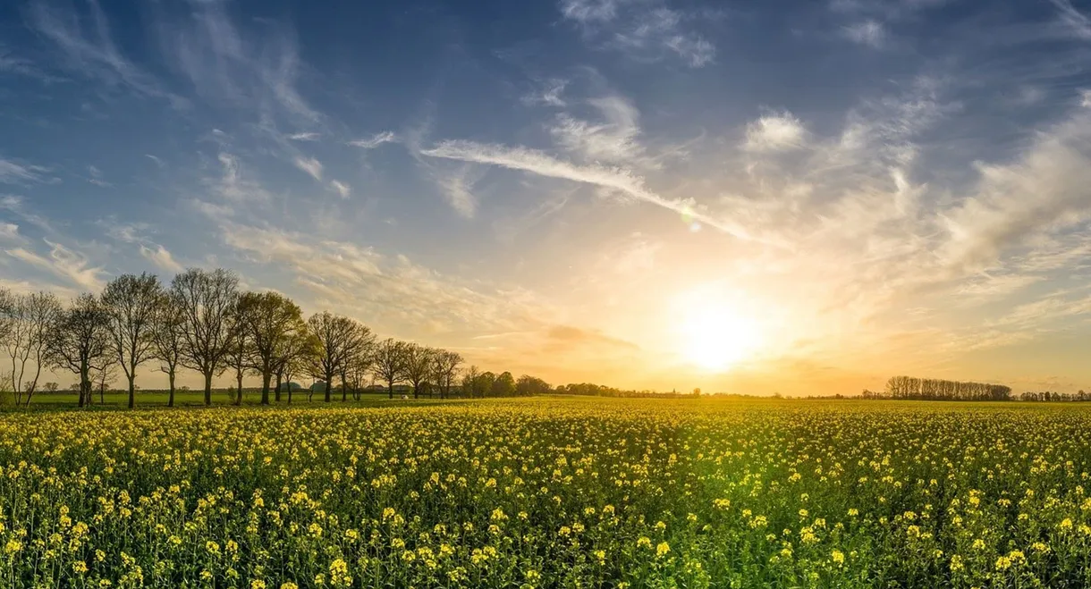 Bioéconomie : la révolution verte