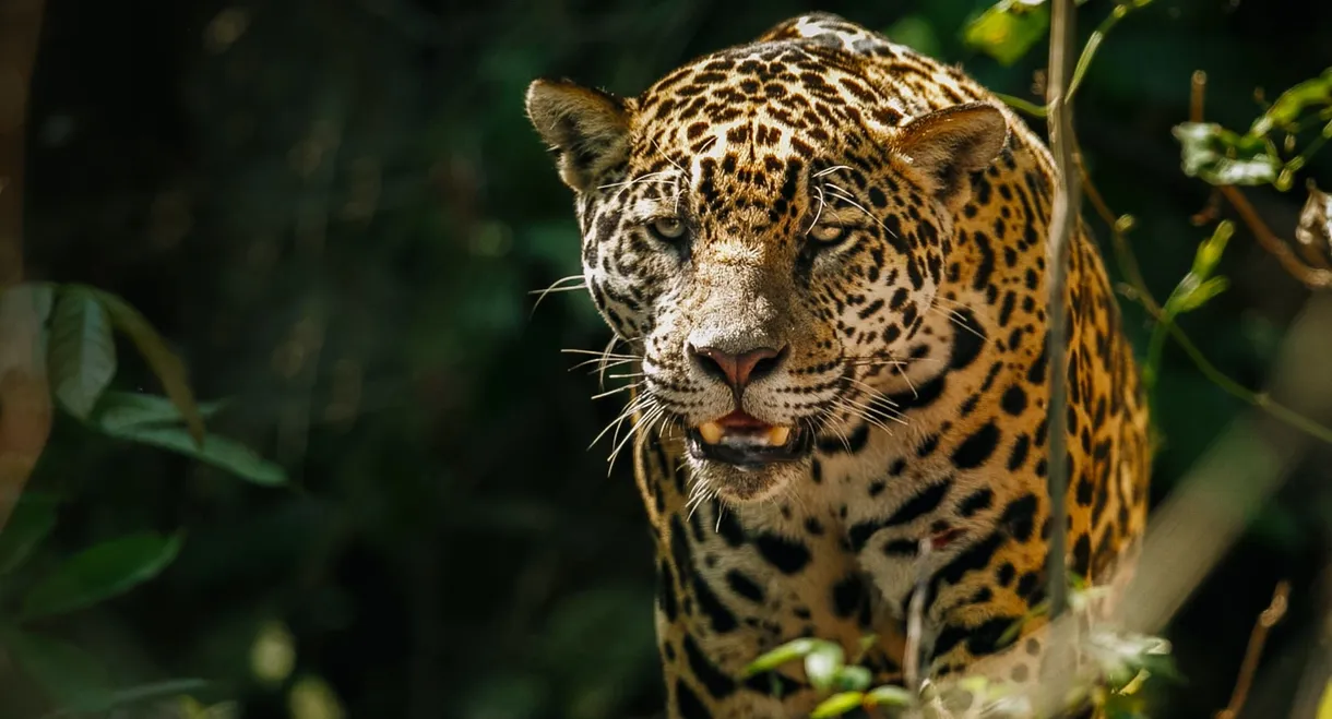 The Phantom Cat: Jaguar