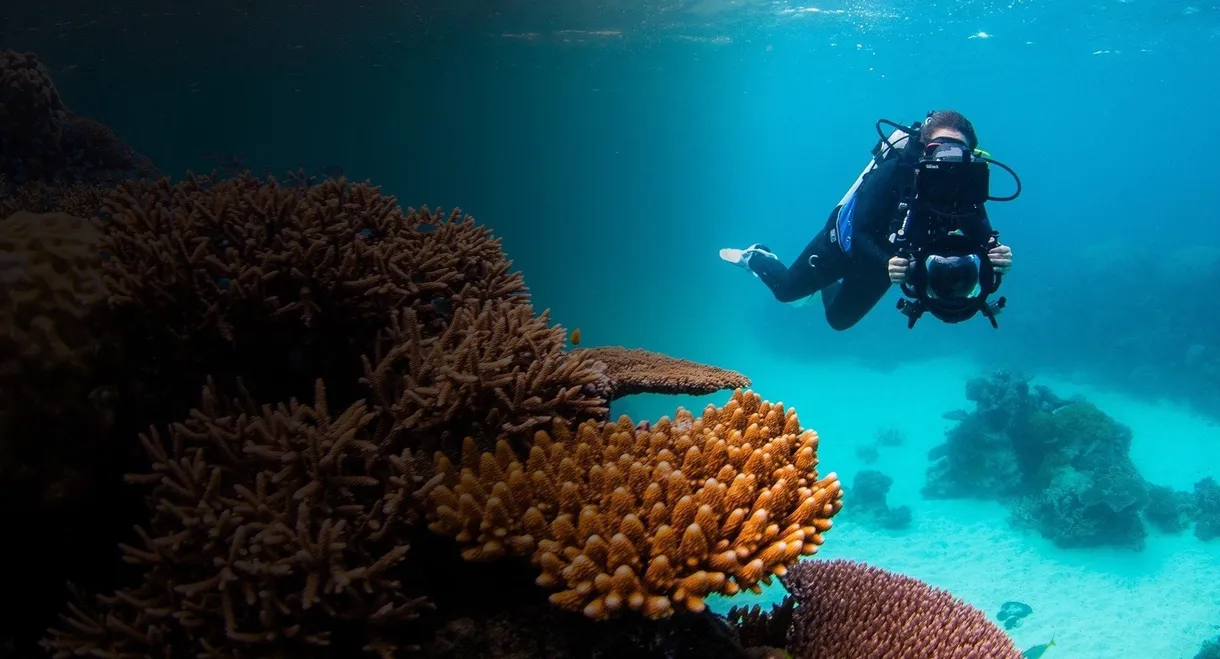 Revealed: Reefshot