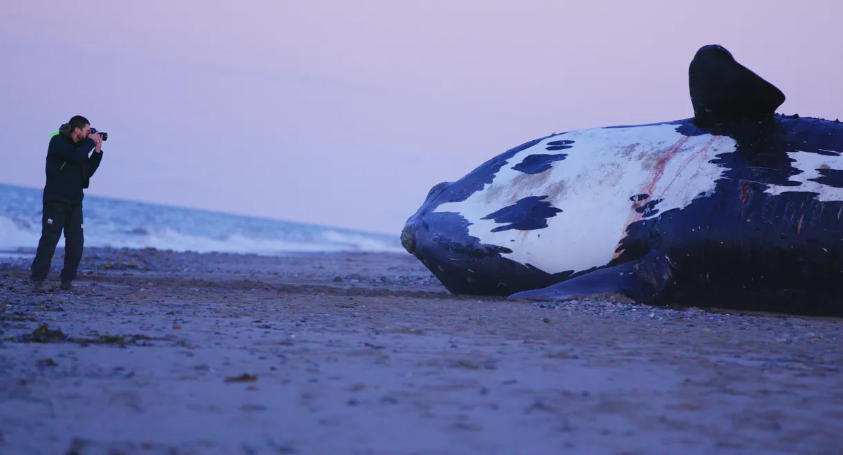 Last Of The Right Whales