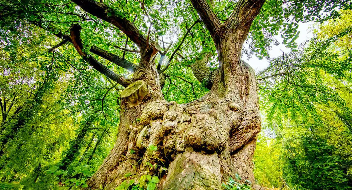 Deutschlands älteste Bäume