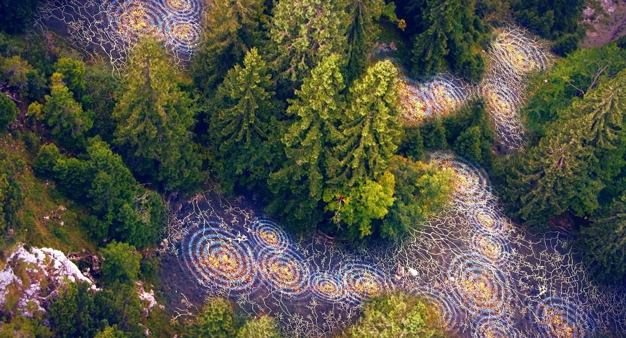 Unsere Wälder: Die Sprache der Bäume