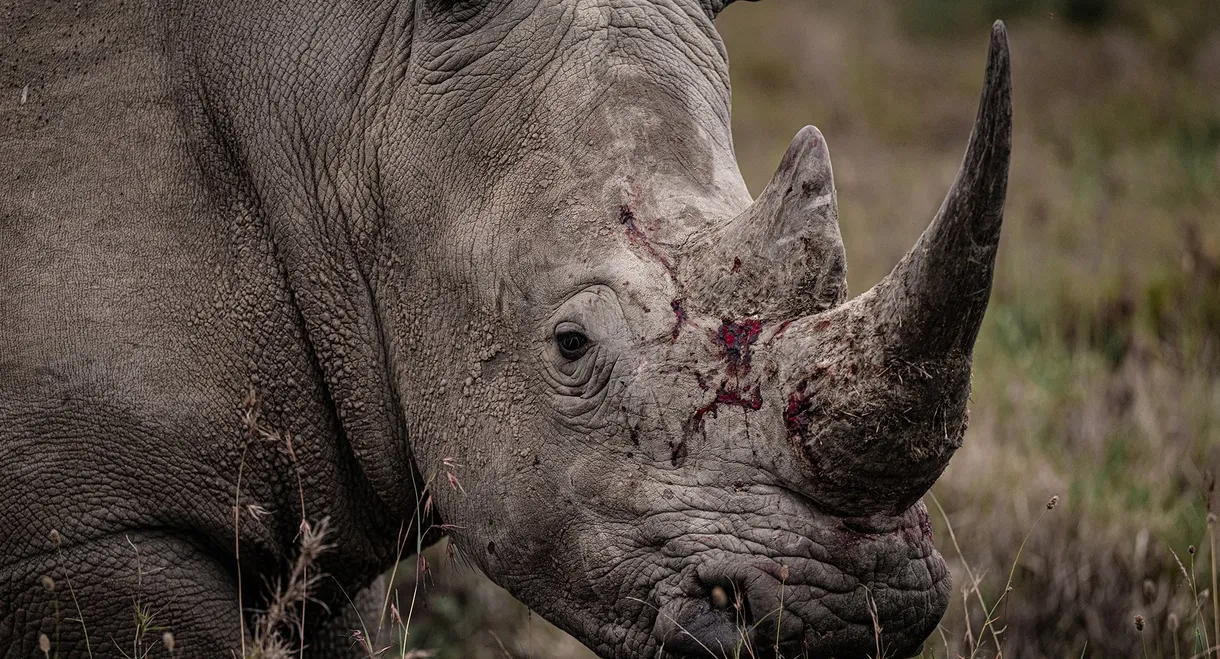 Rhino
