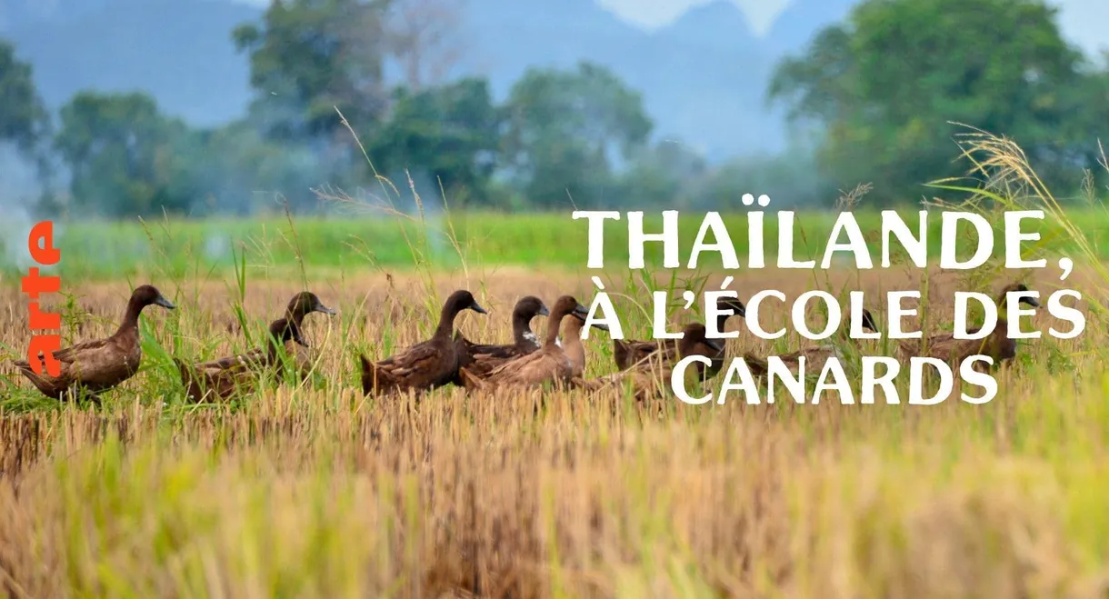 Thaïlande, à l'école des canards