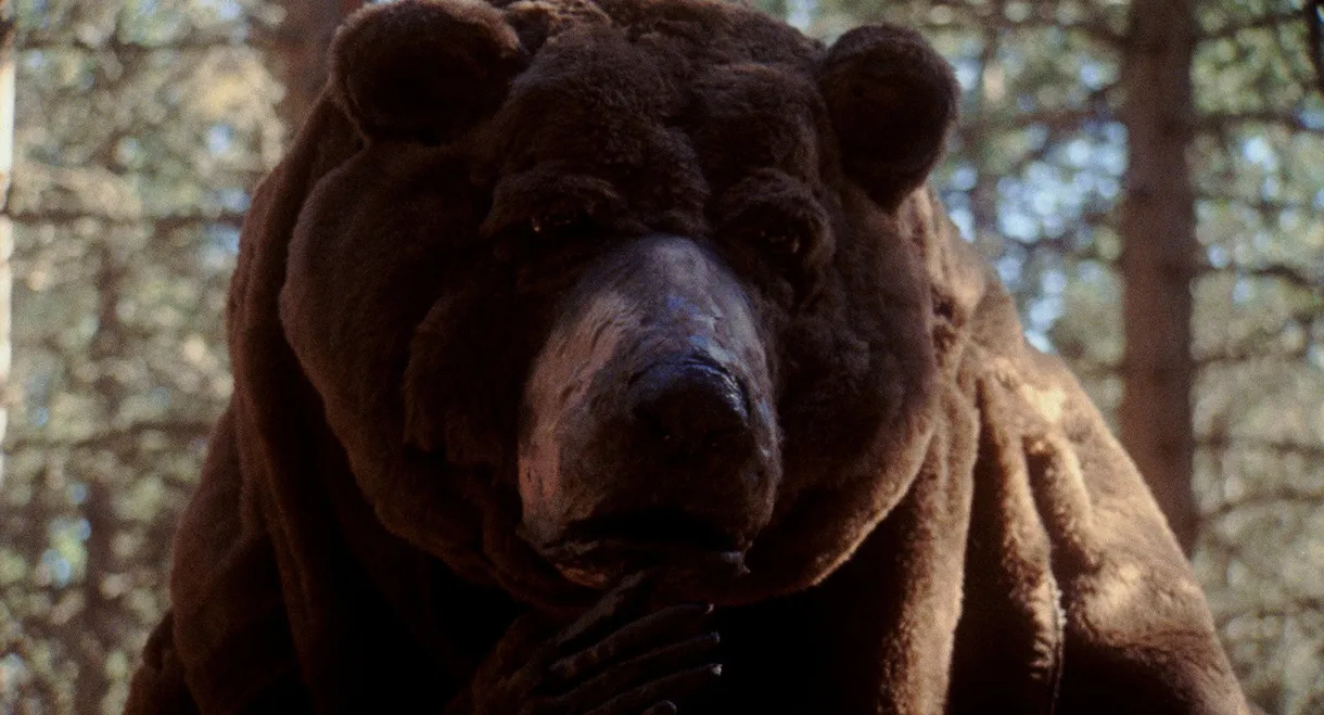 Oso