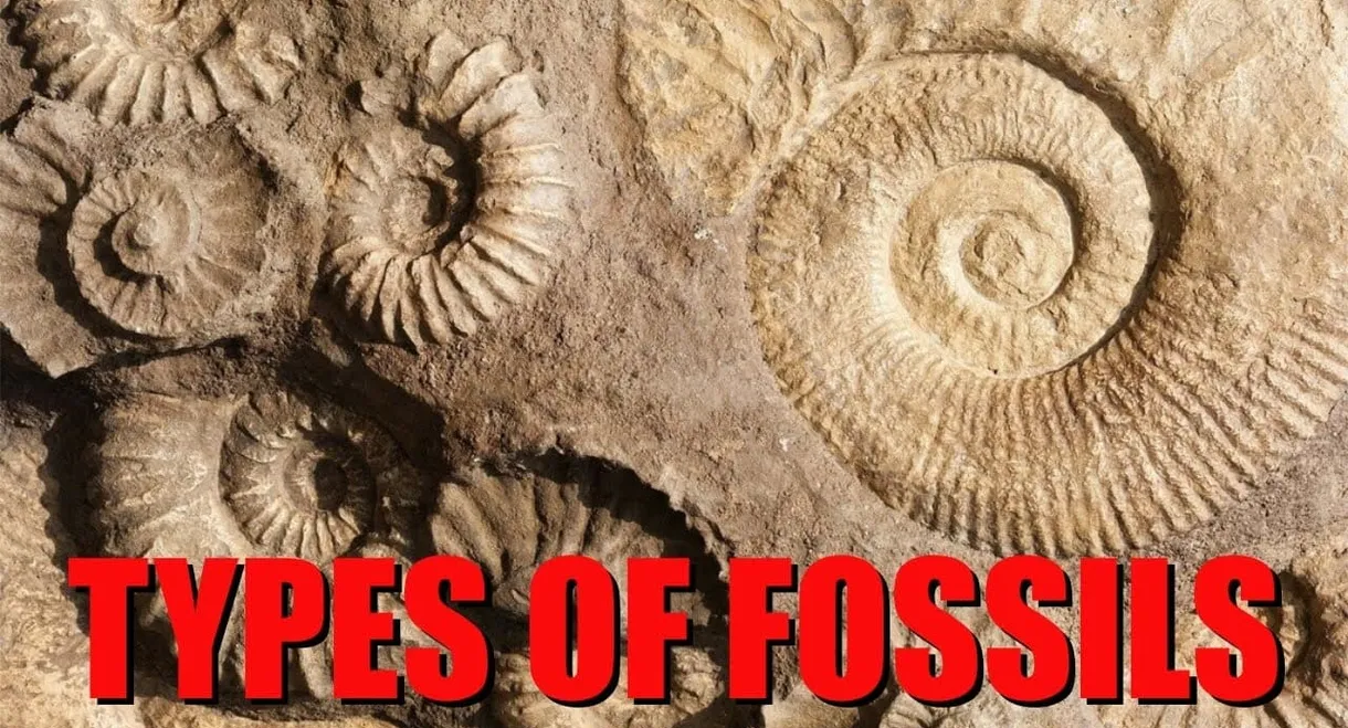 The Six Main Types of Fossilization Explained