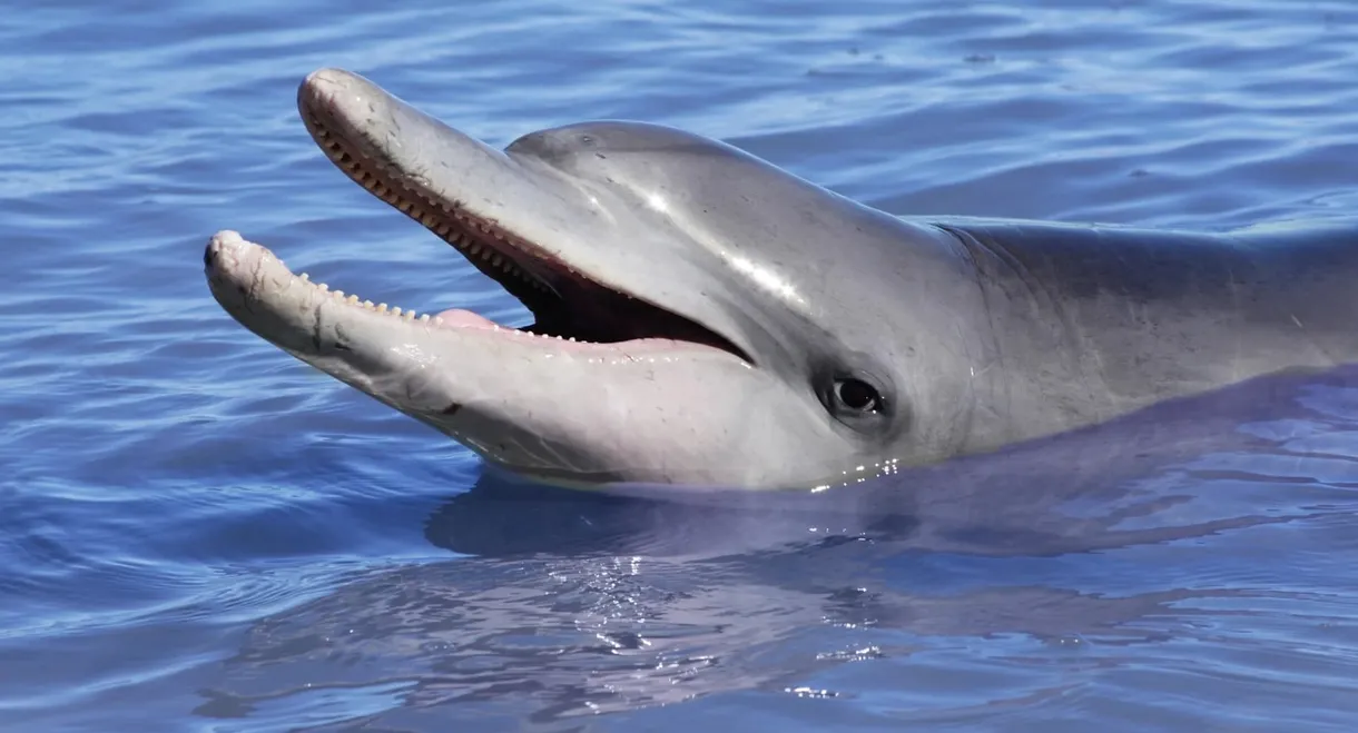 Dolphins: Is Our Love Too Deep?