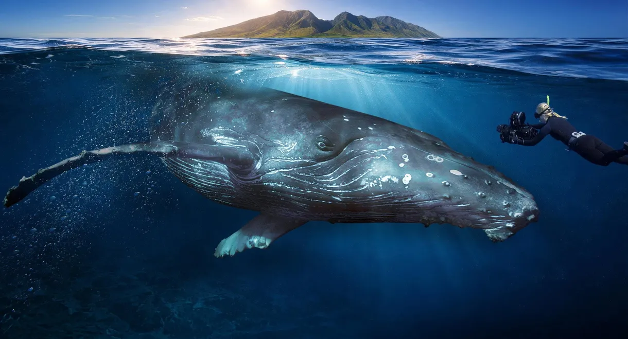 Among Humpback Whales