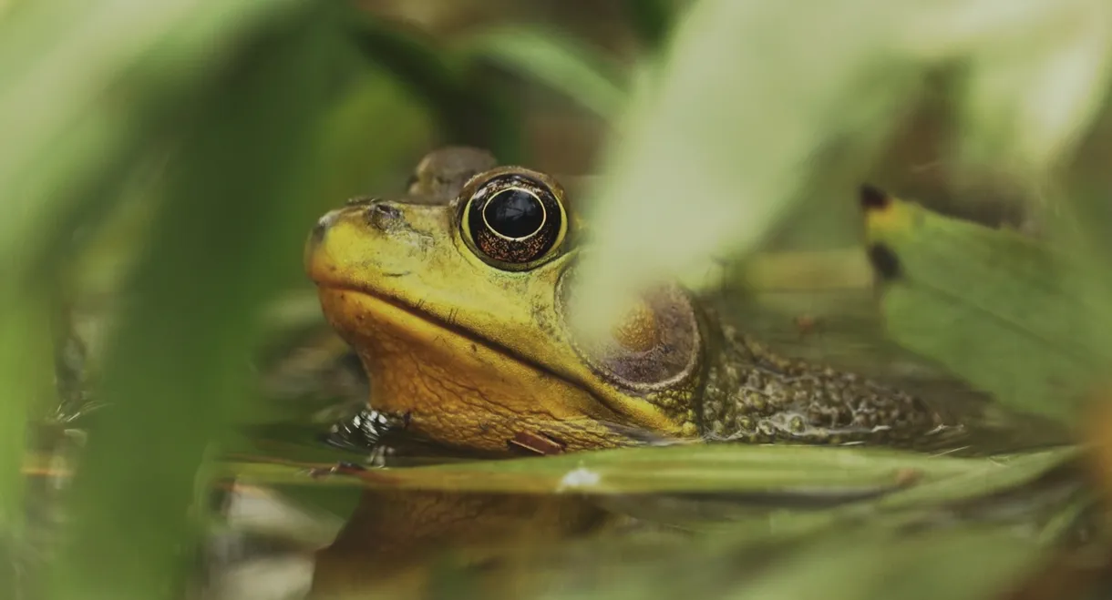 Understanding Myself as an Amphibian