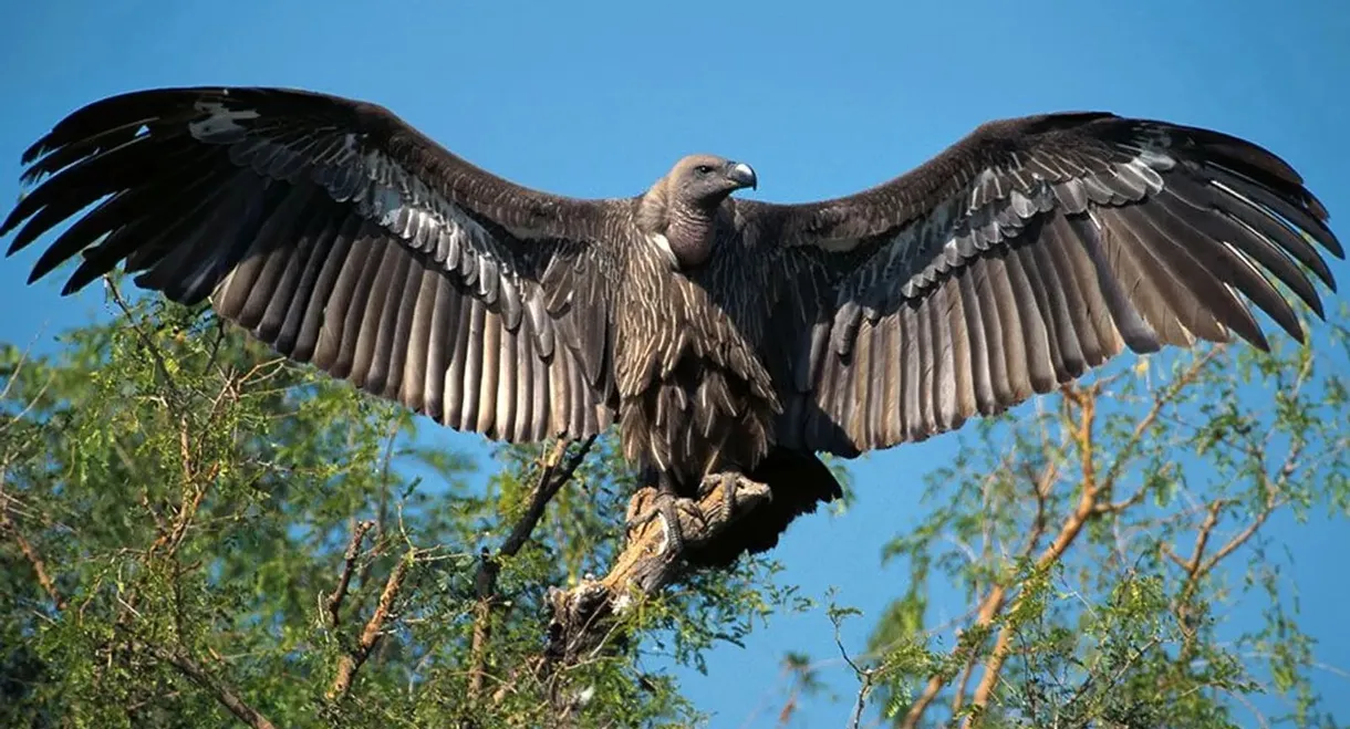 Vultures: Beauty in the Beast