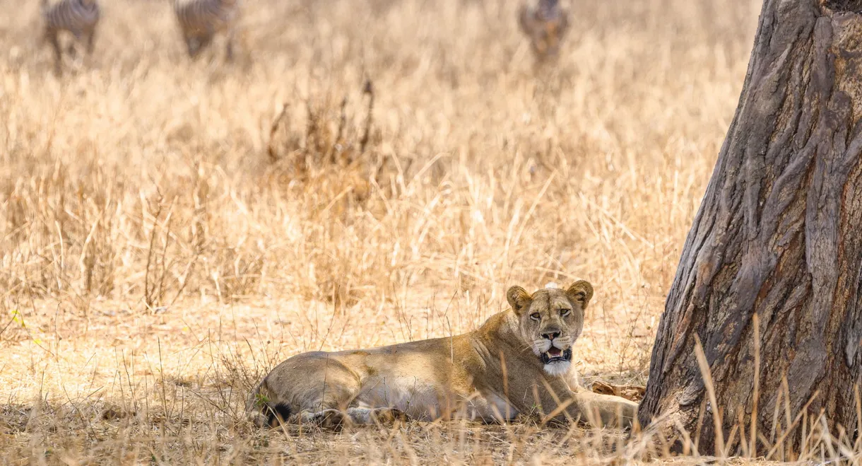 The Last Lions