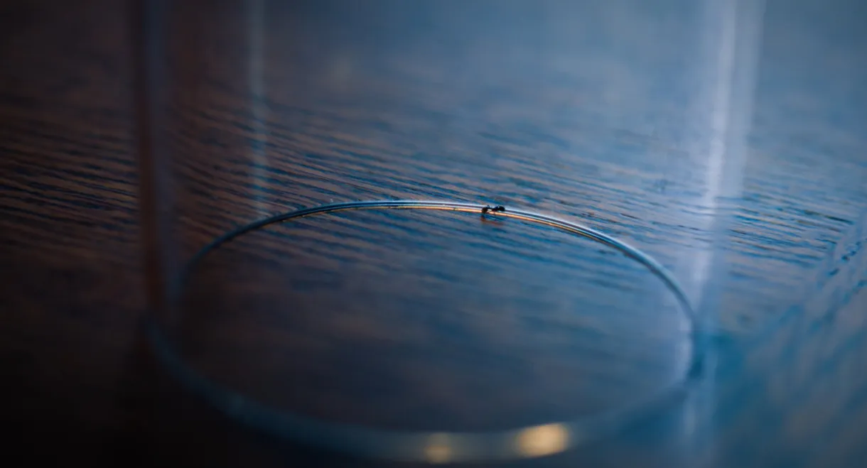 The Ant