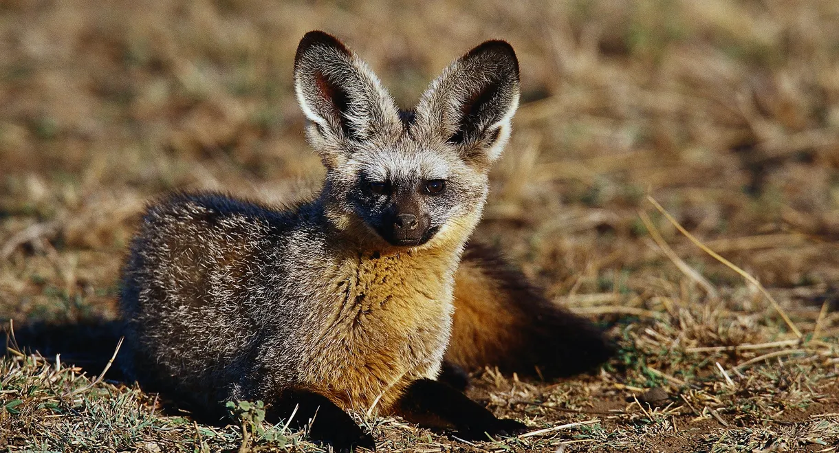 Namibia's Bat-eared Foxes: Survivalists of the Desert