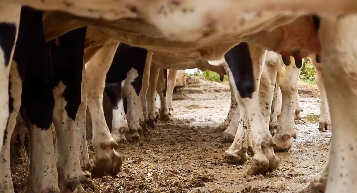 Cows With No Name