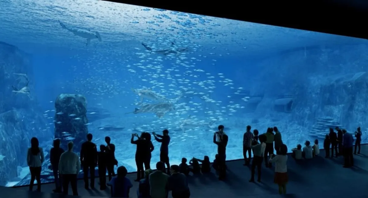 Nausicaa: The Largest Aquarium in Europe