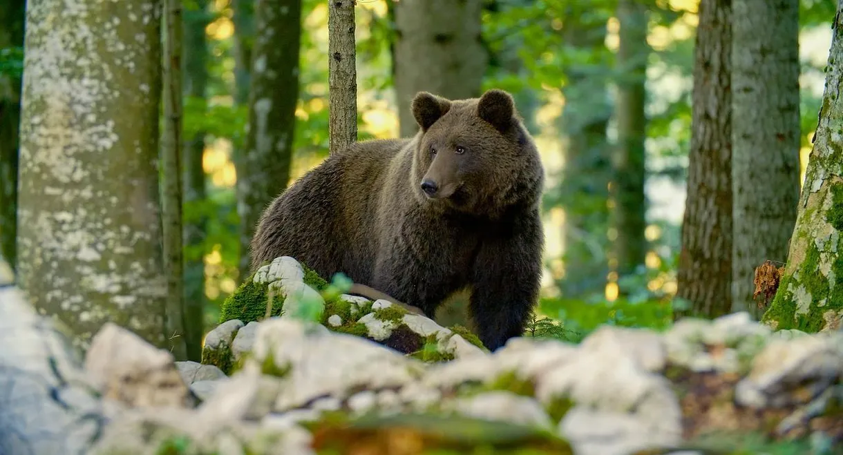 Der Karawankenbär: Auf den Spuren eines Grenzengängers