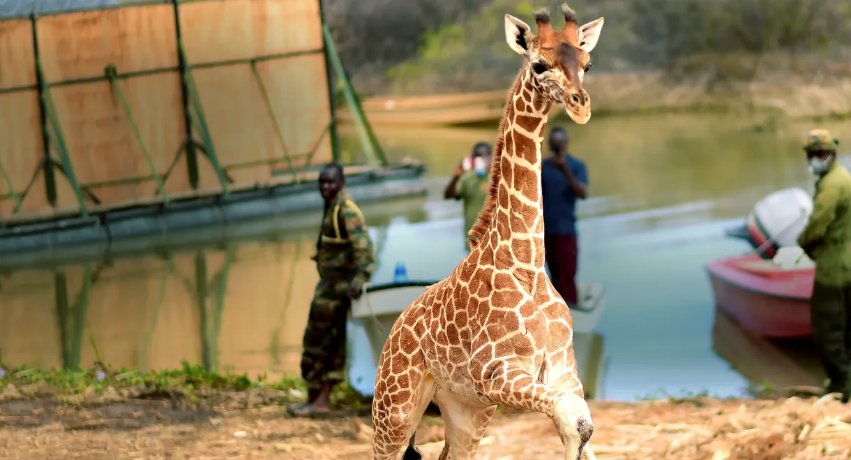 Saving Giraffes: The Long Journey Home