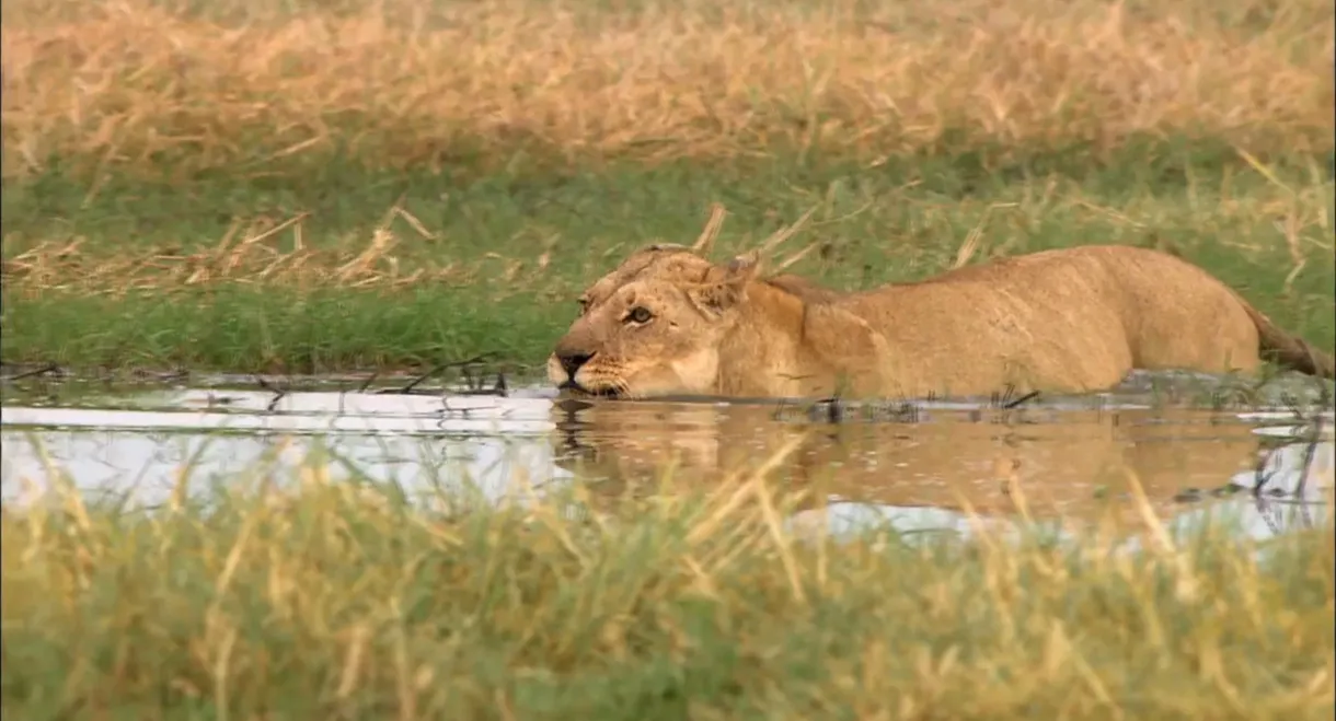 Swamp Lions