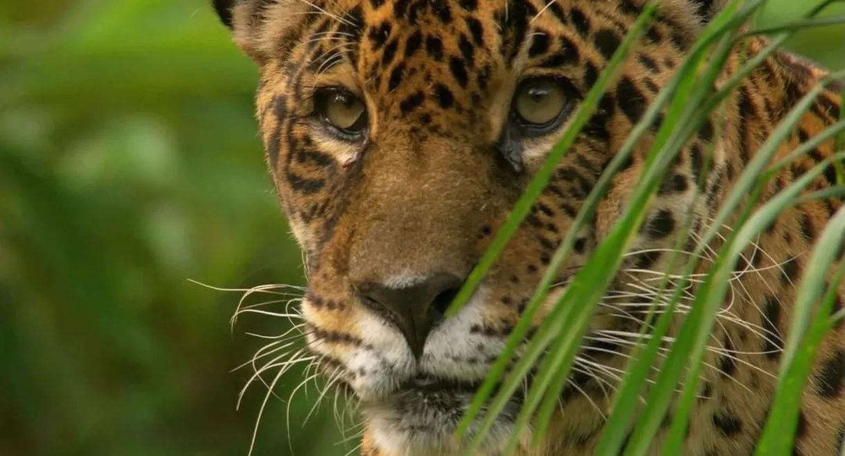 Jaguar: King of the Jungle