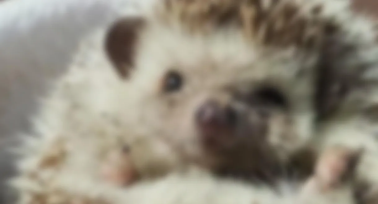 Hedgehog