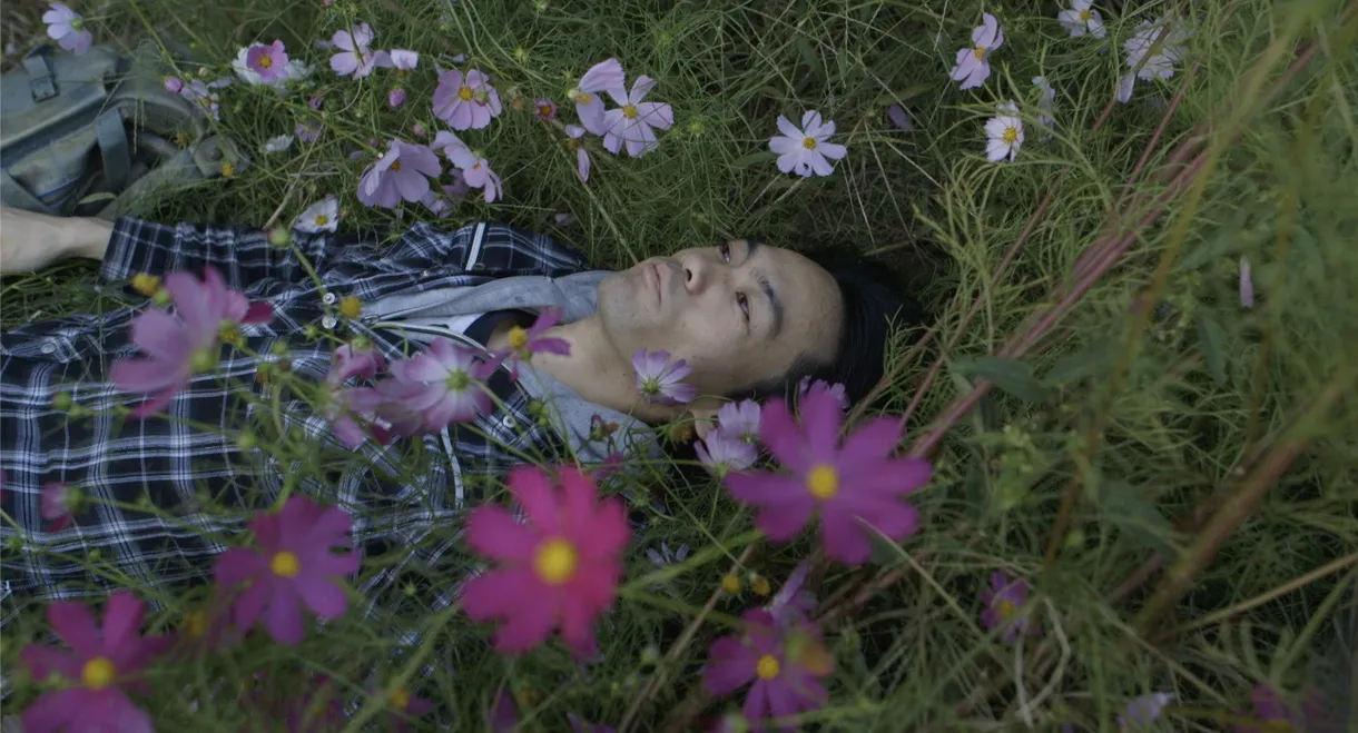 In the Shadow of the Cosmos Flowers