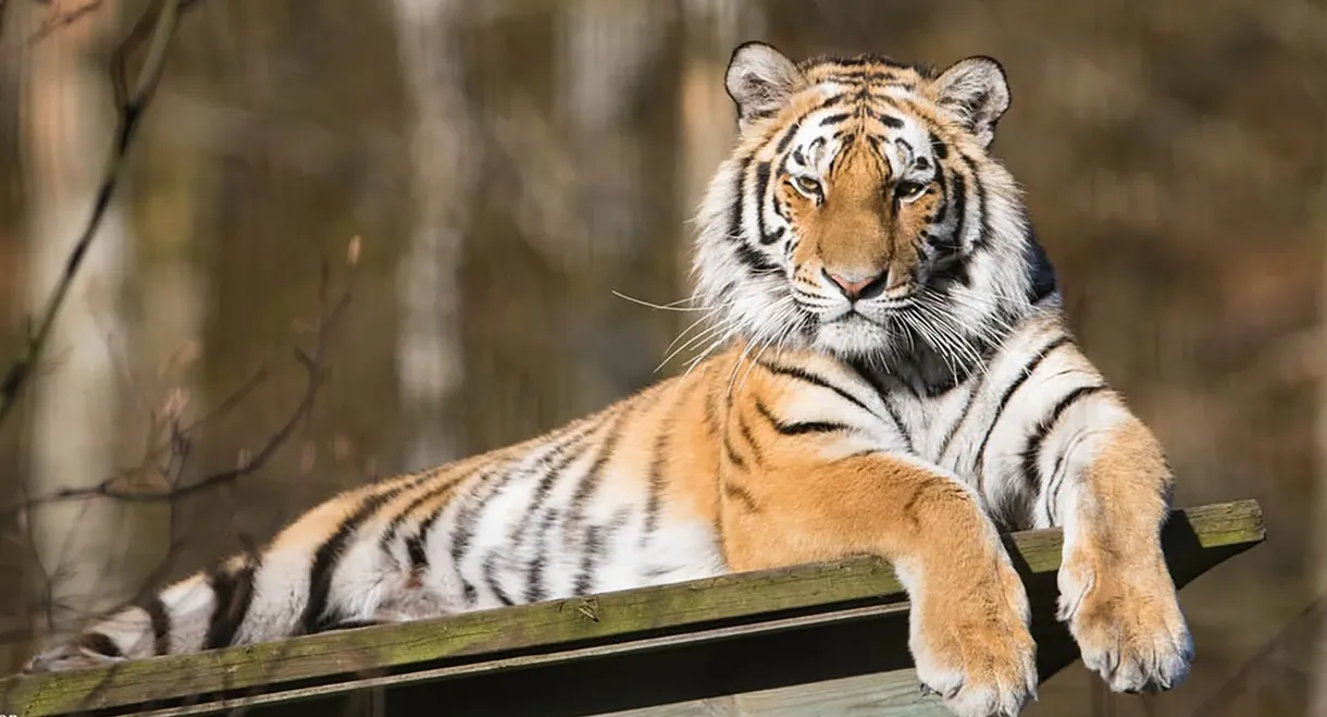 Siberian Tiger, The Secret Kingdom