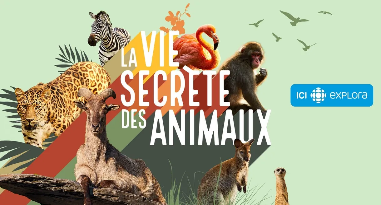 La vie secrète des animaux