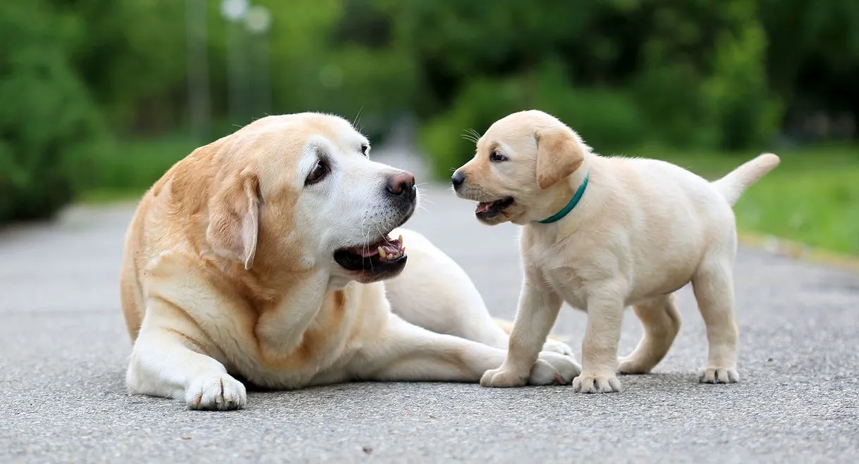 National Geographic Explorer: Science of Dogs