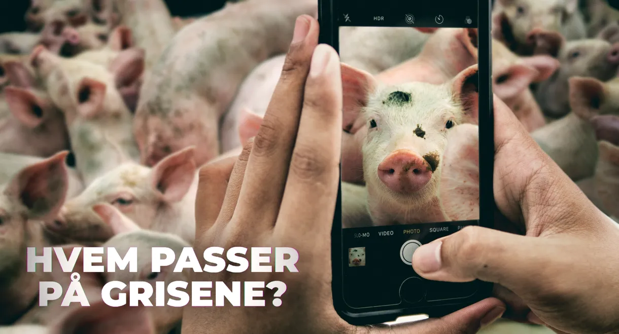 Hvem passer på grisene?