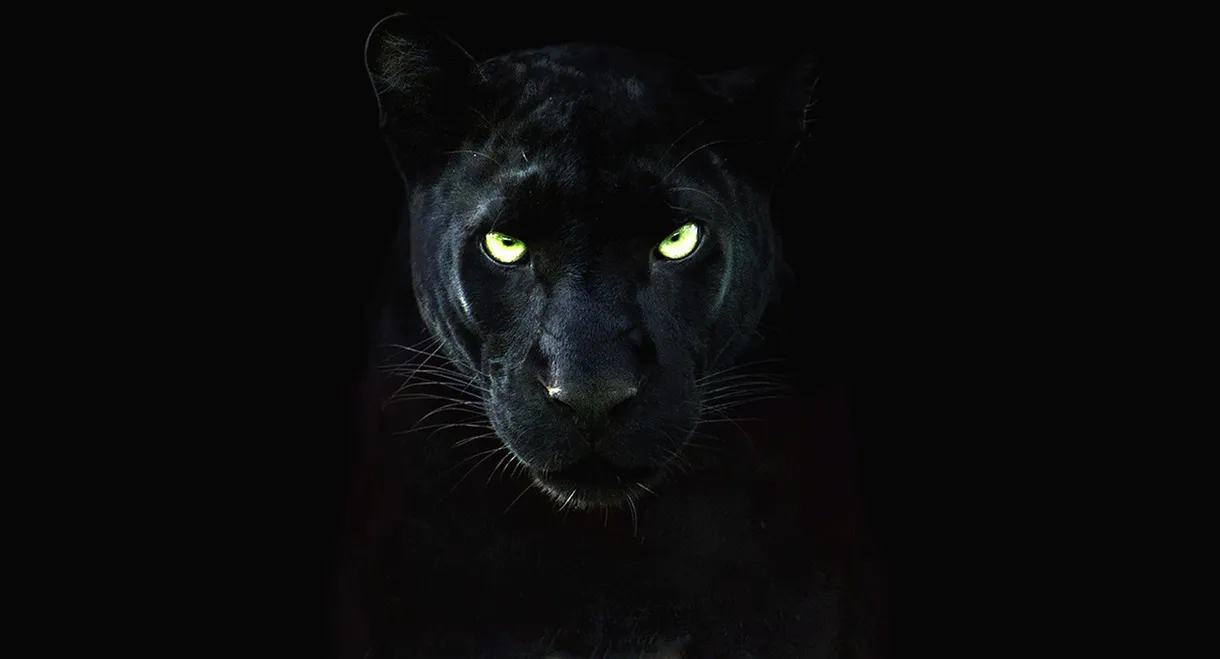 The Real Black Panther