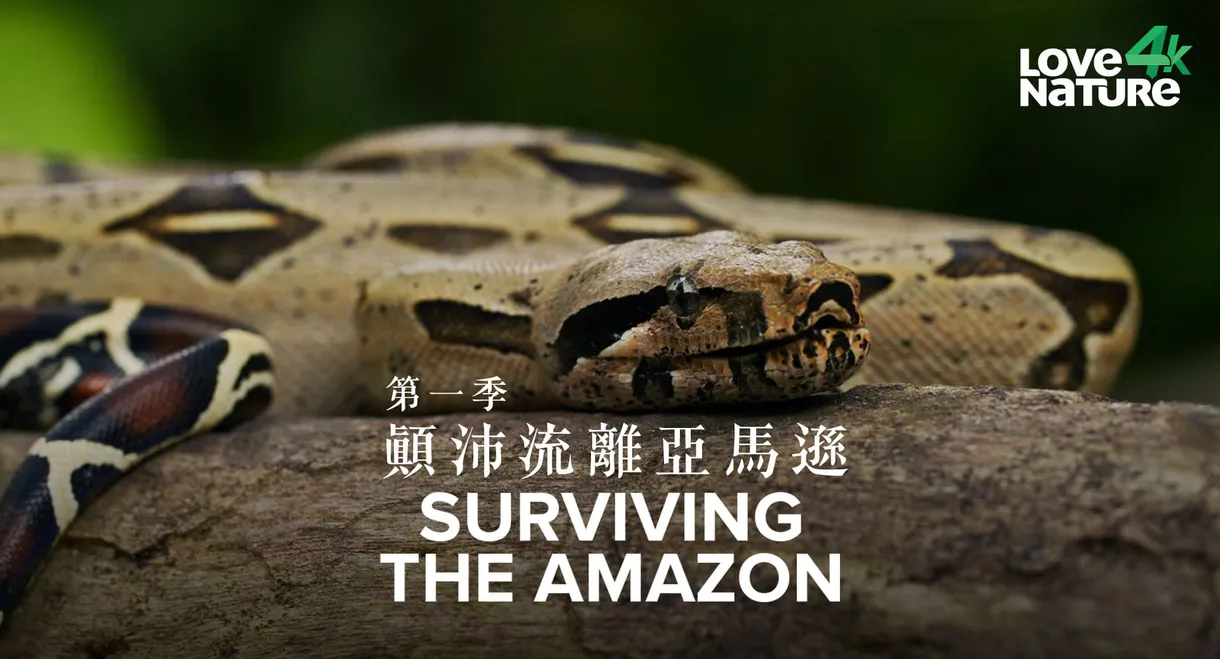 Surviving the Amazon