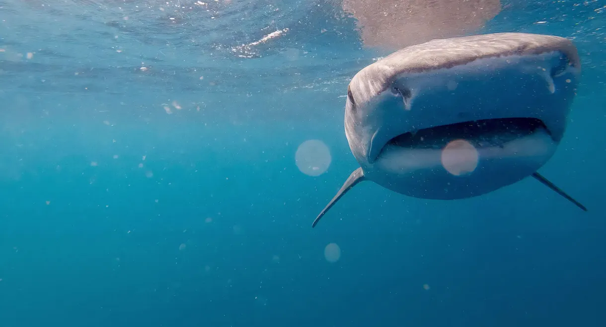 Sharks: Reef Rivals