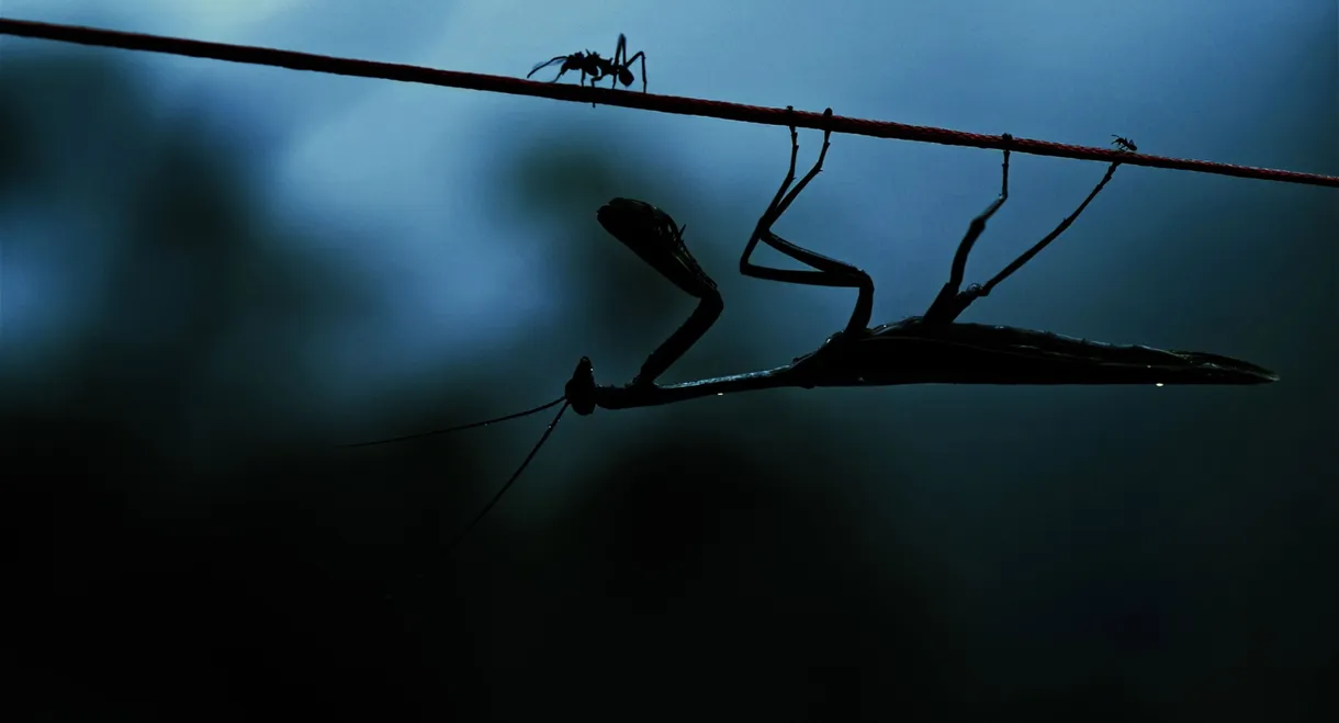 Insects – Hidden Heroes