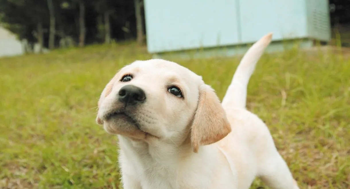 Kinako - The Story of an Apprentice Police Dog