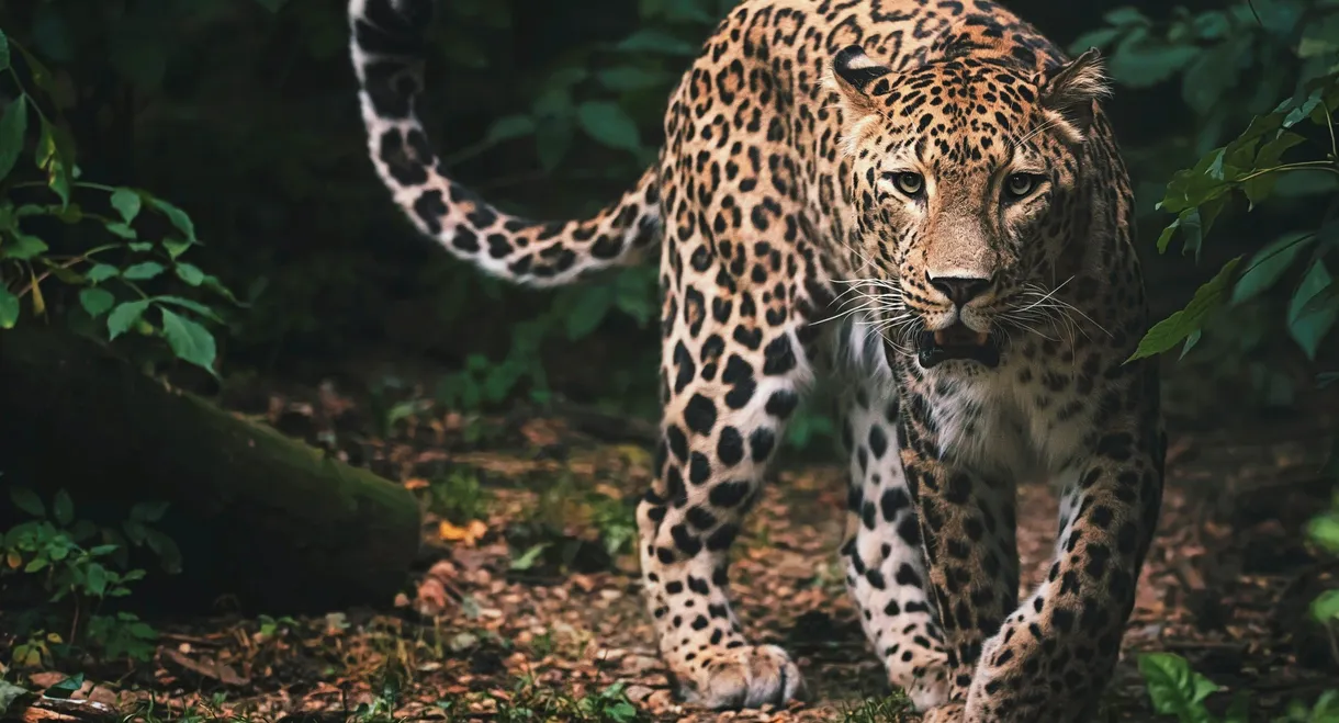 Sri Lanka: Leopard Dynasty