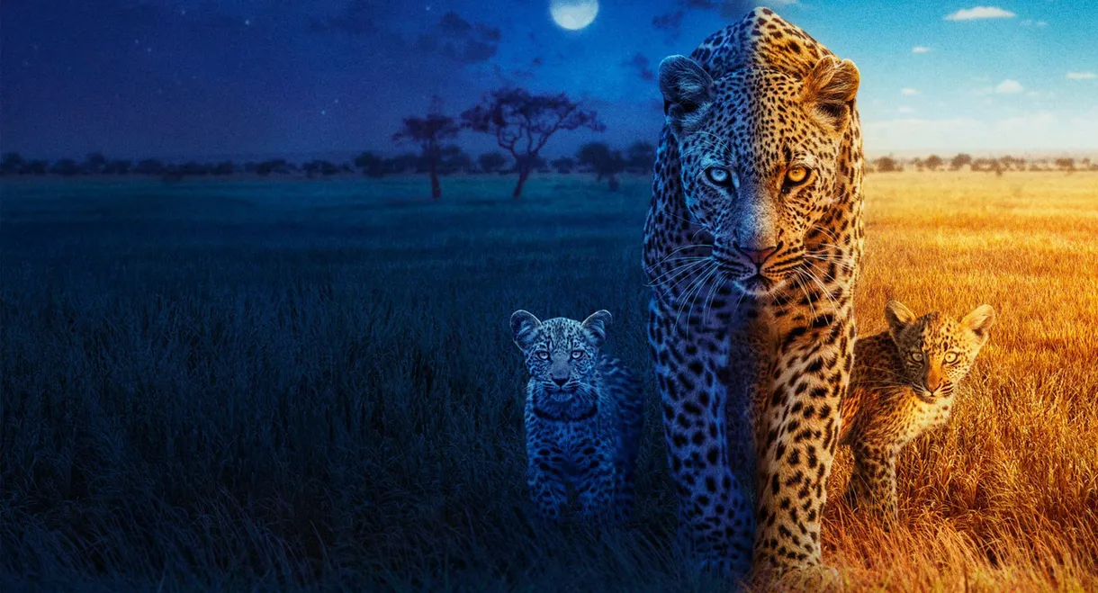 Big Cats 24/7
