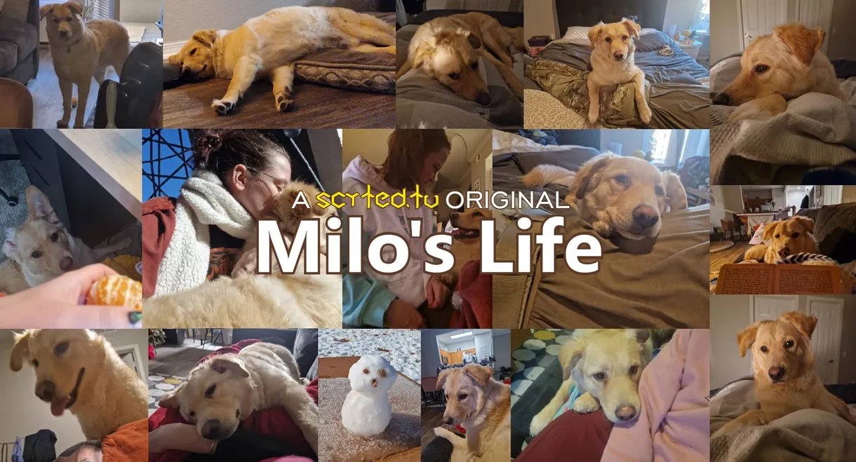 Milo's Life